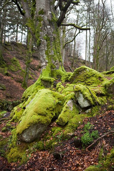 Boom in Wicklow National Park, Ierland van Kees van Dun