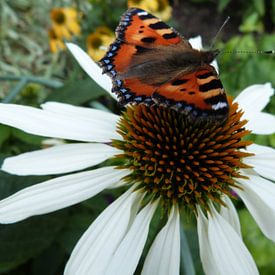 Echinacea von Ton Horst