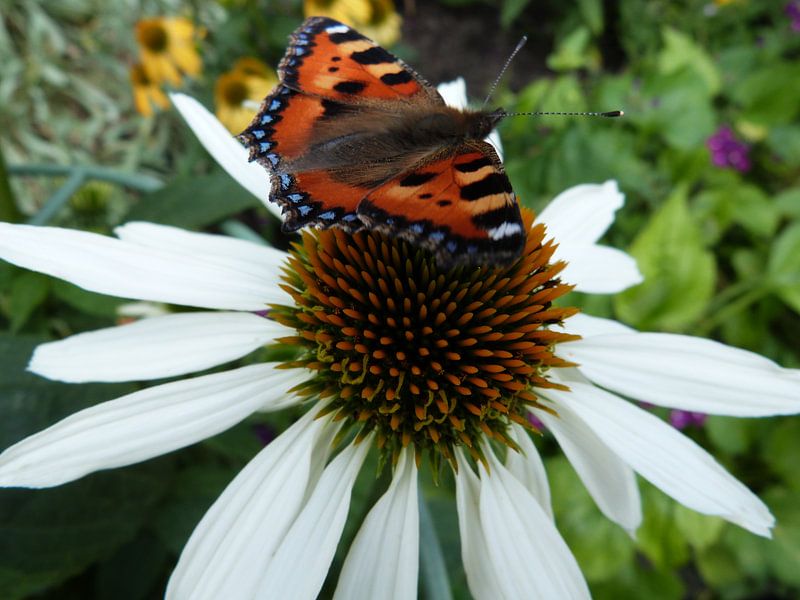 Echinacea von Ton Horst