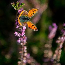 Butterfly sur Victor Droogh