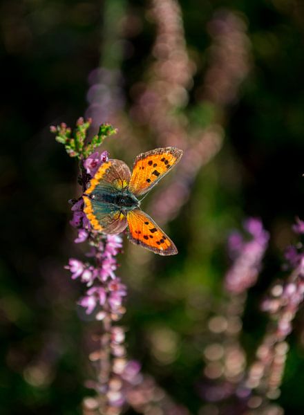 Butterfly by Victor Droogh