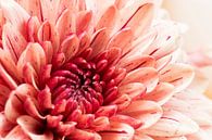 hart roze Dahlia van Annet Niewold thumbnail