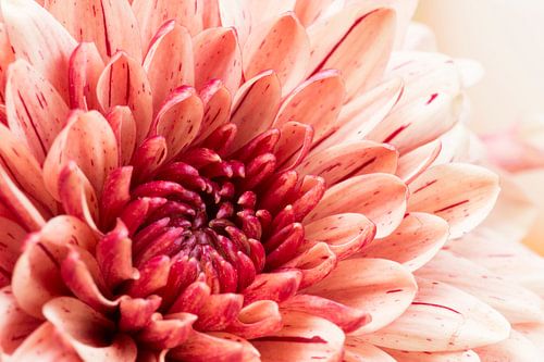 hart roze Dahlia