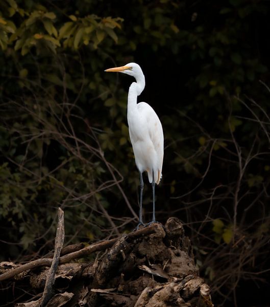 Water bird in Australia by Kirsten van der Zee
