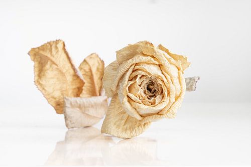 Dried white rose on white reflective background and white background