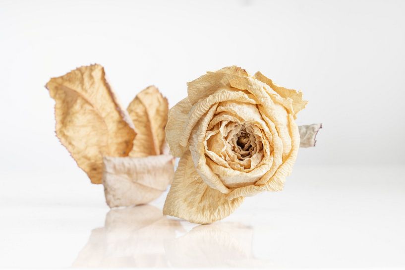 Dried white rose on white reflective background and white background by Dennis Wachtel