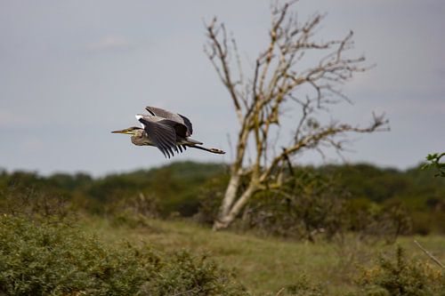Blauwe Reiger in de vlucht.