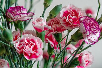 Prachtig vers boeket roze én paars met wit gekleurde anjers van Jolanda de Jong-Jansen