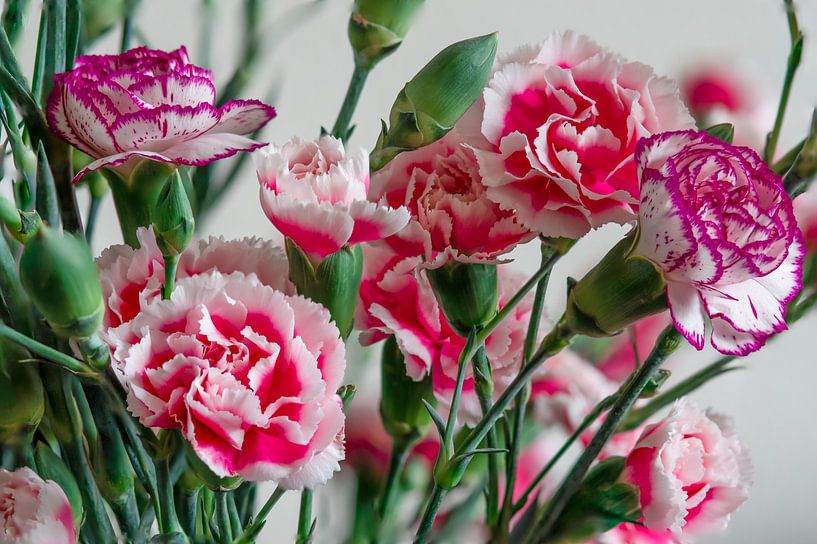 Schöner frischer Strauß aus rosa und lila mit weißen Nelken von Jolanda de Jong-Jansen