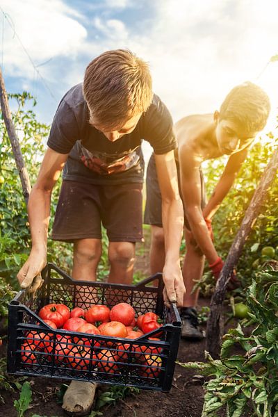 gather tomatoes by Besa Art
