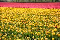Tulips in two colors