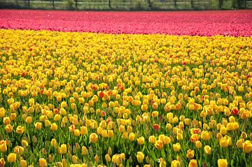 Tulips in two colors van Arthur Wijnen