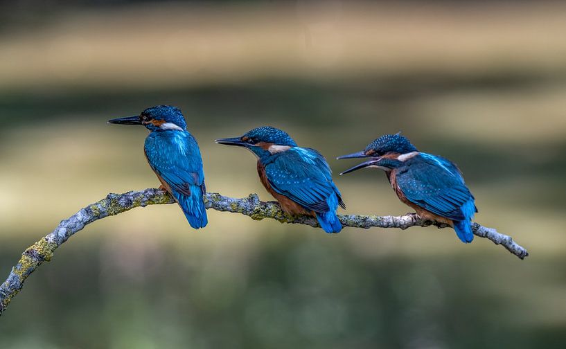 Les martin-pêcheurs juvéniles font la queue ! par Robert Kok