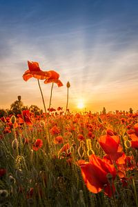 Coquelicots au coucher du soleil