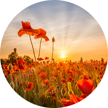 Klaprozen in de zonsondergang