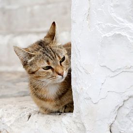 Italienische Katze von Gerda Woltinge