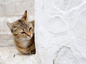 Italiaanse kat op de uitkijk van Gerda Woltinge