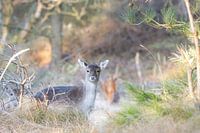 An early encounter with this beautiful deer