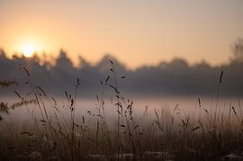 Mystische Gräser von Tania Perneel