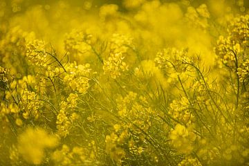 Gele Bloemen Beeldvullend. van Brian Morgan