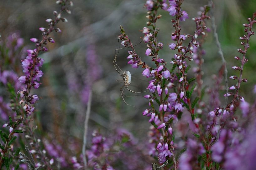 Spider in bush unit by sofie van den Nouland
