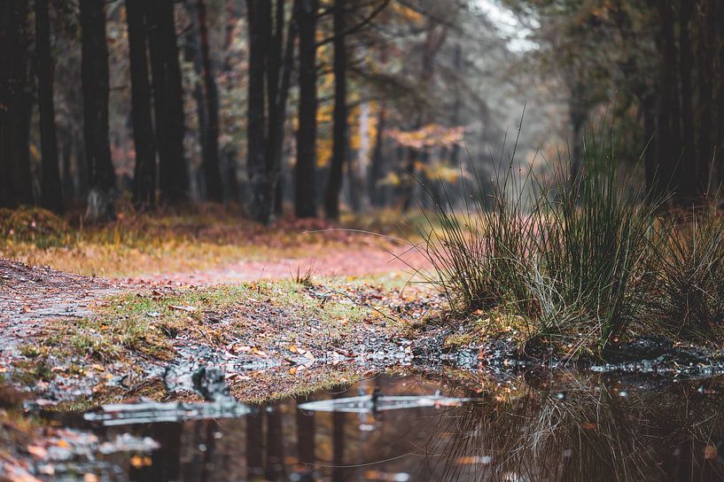 puddle in the forest by Tania Perneel