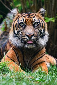 Portret van een  Sumatraanse tijger in de natuur