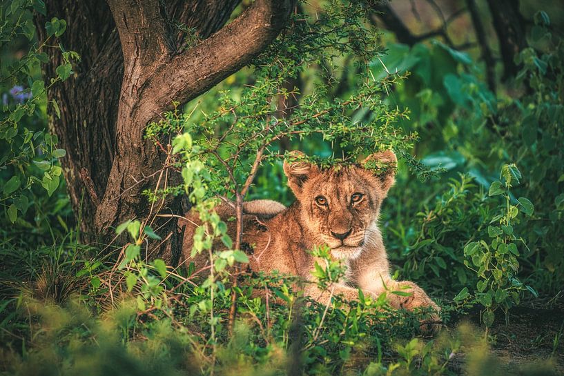 Namibia lion cub in the Etosha pan by Jean Claude Castor