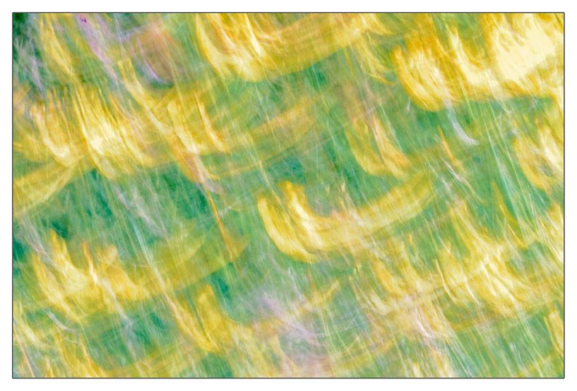 Fleur des champs abstraite par Philippe verspeek