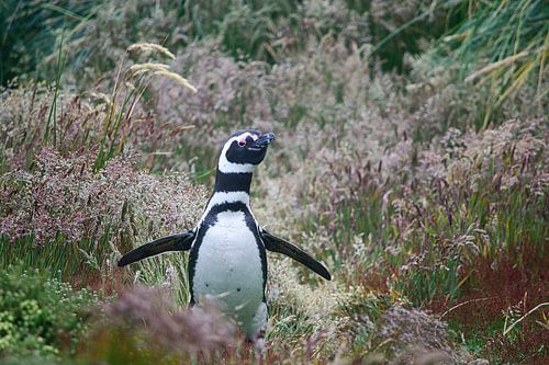 Een Magelhaenpinguïn loopt rond