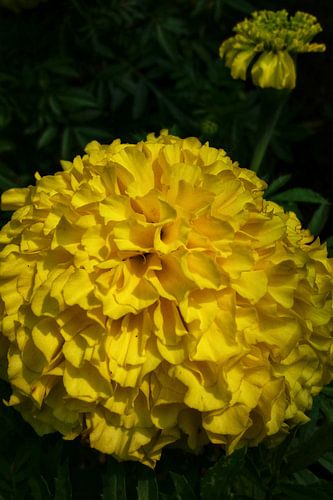 Goldene Ringelblume