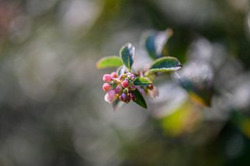 rosa Beeren von Tania Perneel