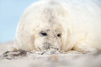 Kegelrobbenwelpe am Strand des Wattenmeeres im Winter