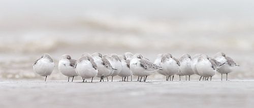 Sanderlinge am Strand