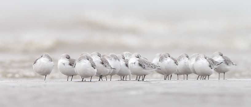 Sanderlinge am Strand von Menno Schaefer