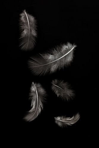 Zo licht als een veertje