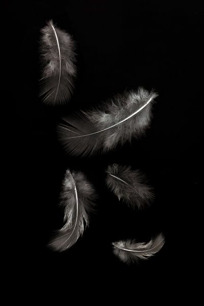 light as a feather by Klaartje Majoor