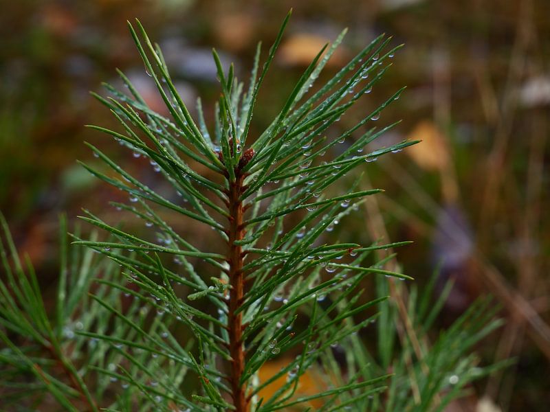 Fichtenzweig mit Tautropfen von Judith van Wijk