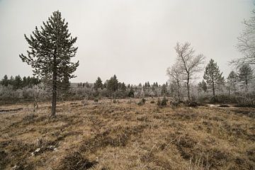 Reise von Urho Kekkonen