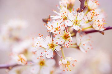 Blüte des Schlehdorns von Ron Poot