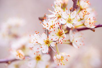 Blossom of the blackthorn by Ron Poot