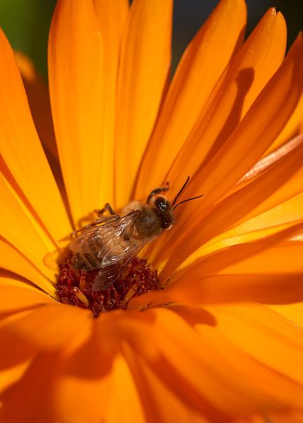 Honey bee on marigold2 by Remco Schoonderwoert