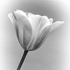 Tulip. von François Kerremans