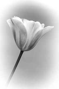 Tulip.