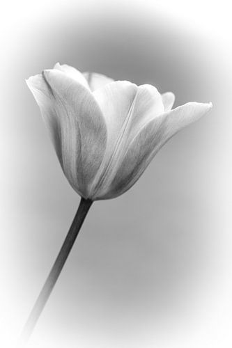 Tulip.