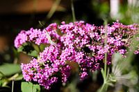 Butterfly bush