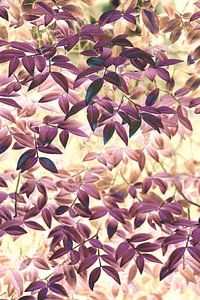 Rouge Foliage