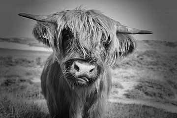 Young highlander sticks out tongue by Peter van Rijn