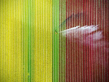 Tulips growing in a field sprayed by an agricultural sprinkler d by Sjoerd van der Wal Photography