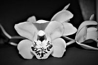 white orchid